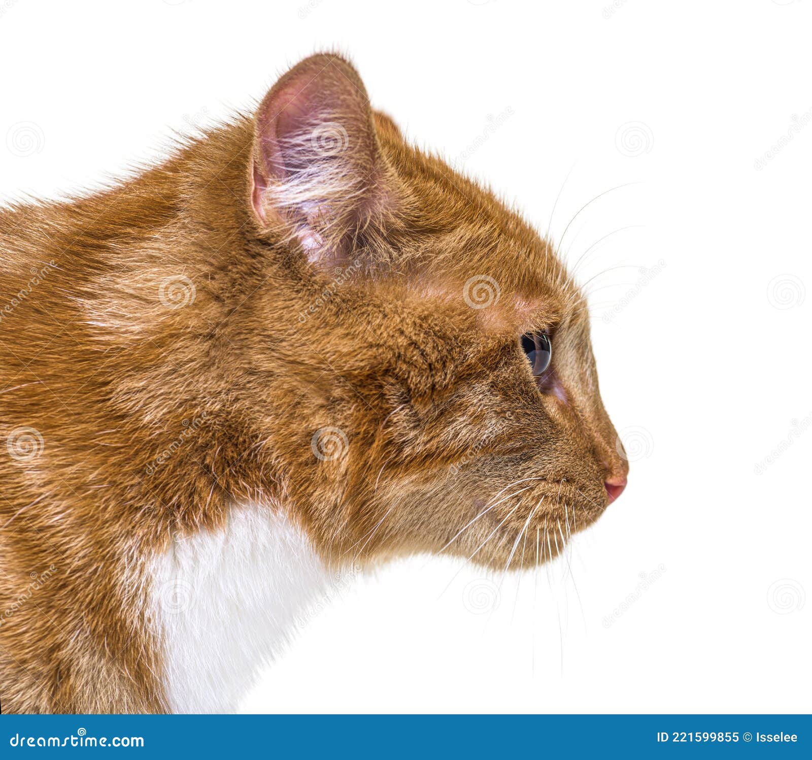 Close Up, Side View of a Young Ginger Cat Looking Away Stock Image