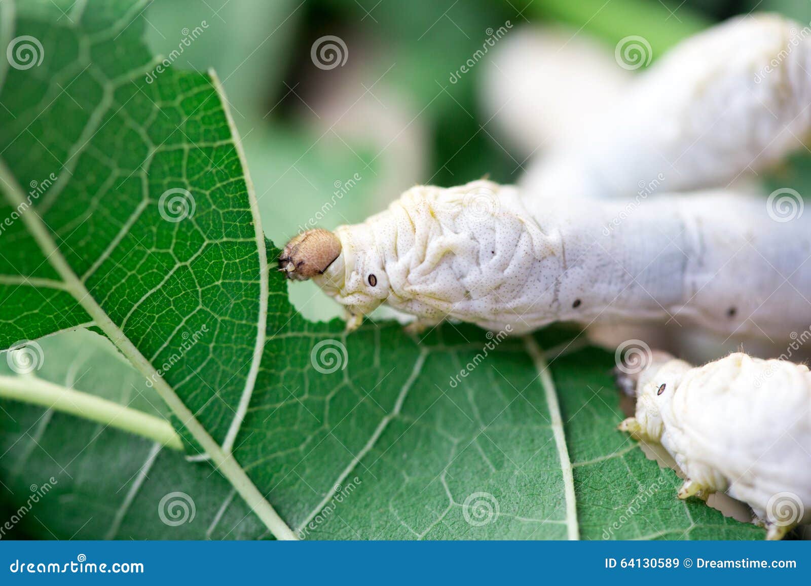 Close Up Silkworm Eating Mulberry Stock Image Image of larva