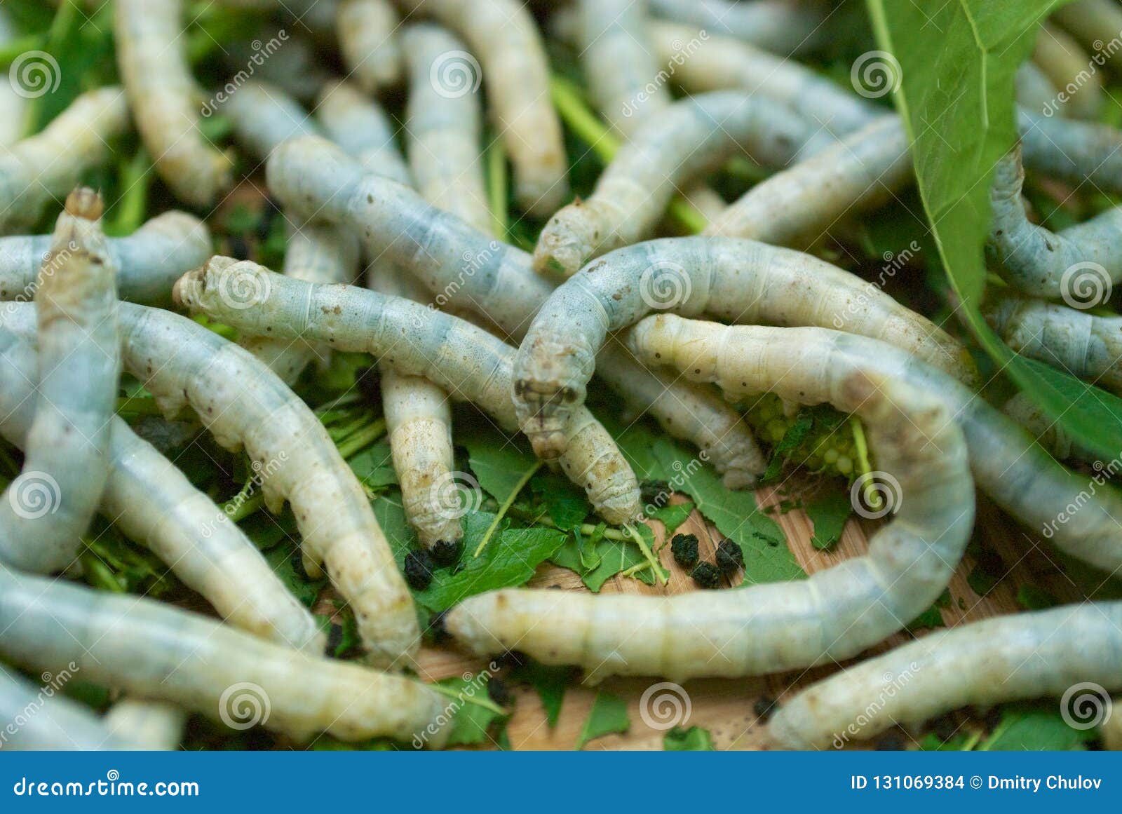 Closeup of Silkworms Eating Green Leafs. Stock Photo Image of