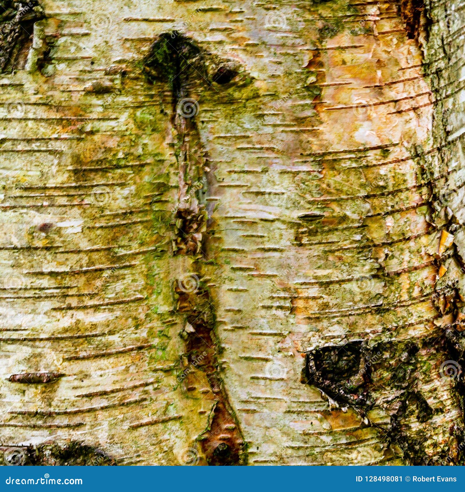 Close Up of Silver Birch Bark Stock Image Image of bark, birch 128498081
