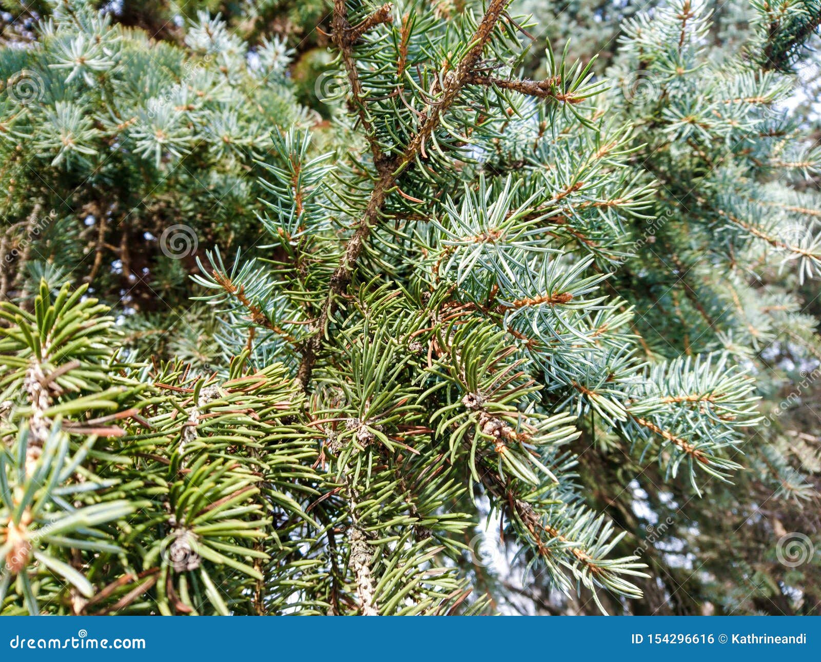 Close Up Silver Pine Tree in Spring Light Stock Photo Image of