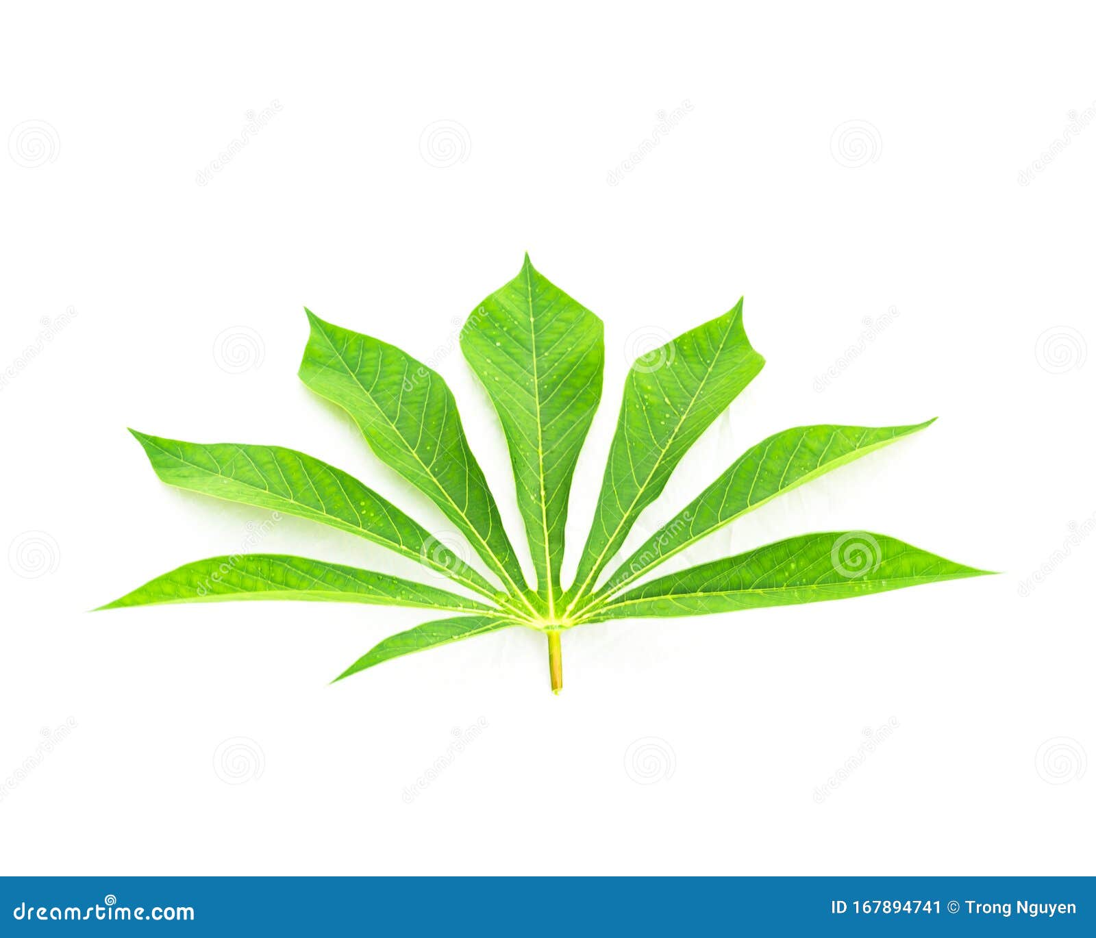 close-up single cassava or manihot esculenta leaf  on white