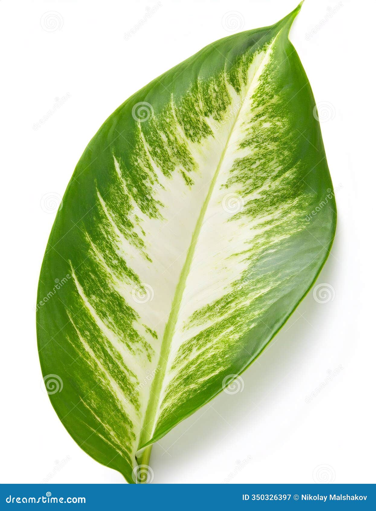 close up of a single dumbcane leaf with full depth of field,  on white with white venation detail