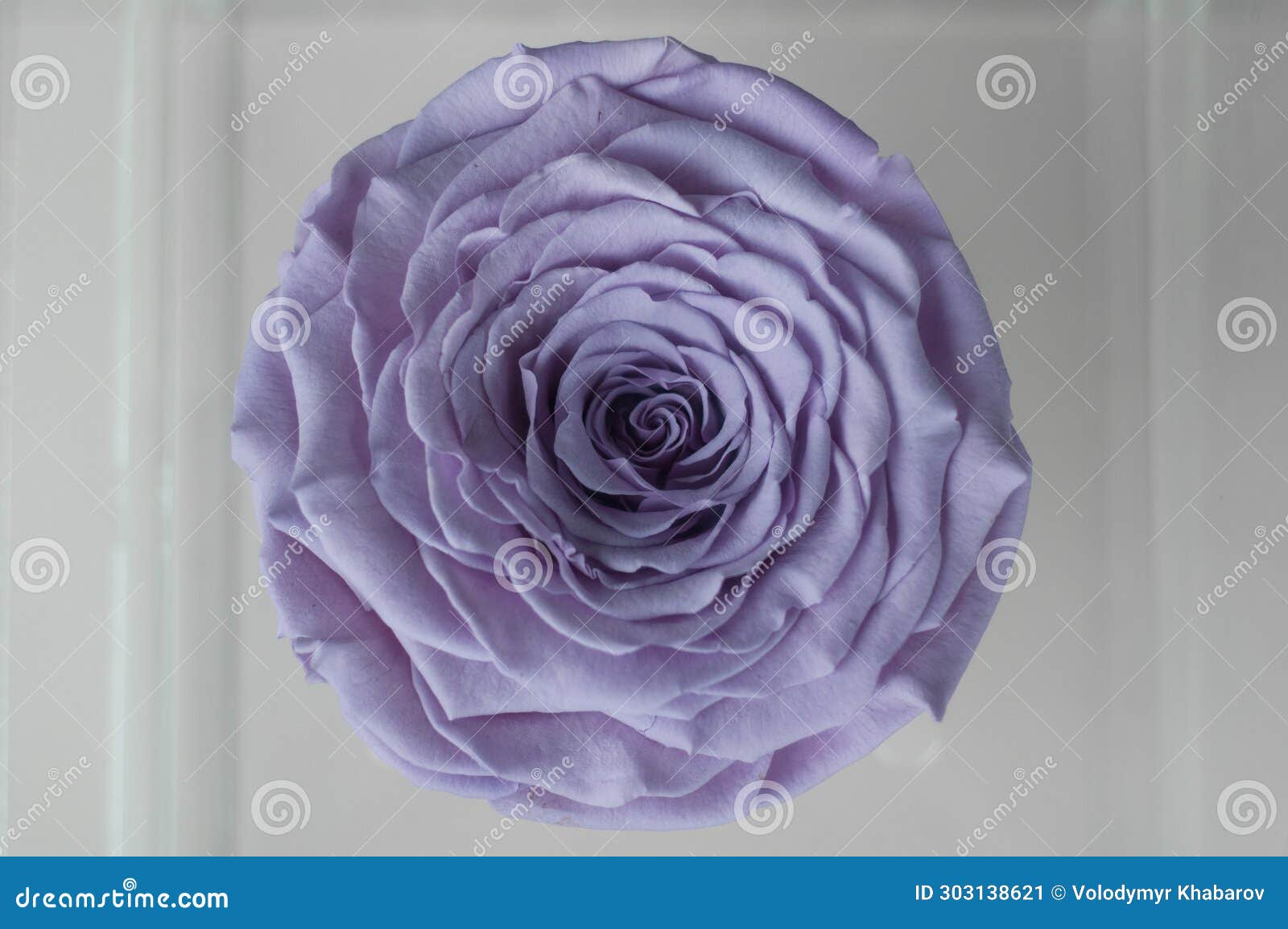 close-up of a single light purple rose in a clear, transparent cube-d flower boxÃ¢â¬âa top-down view of a gift box