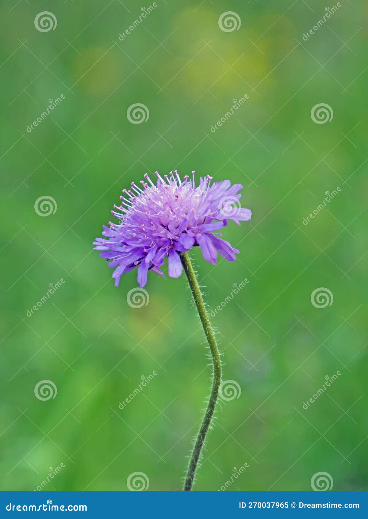Closeup of a Single Purple Flower of a Widow Flower, Knautia Stock