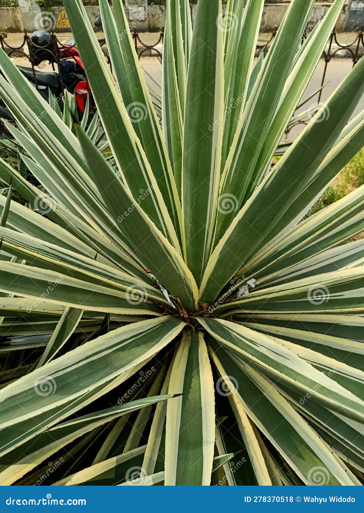 Close up of sisal plant stock photo. Image of plant - 278370518