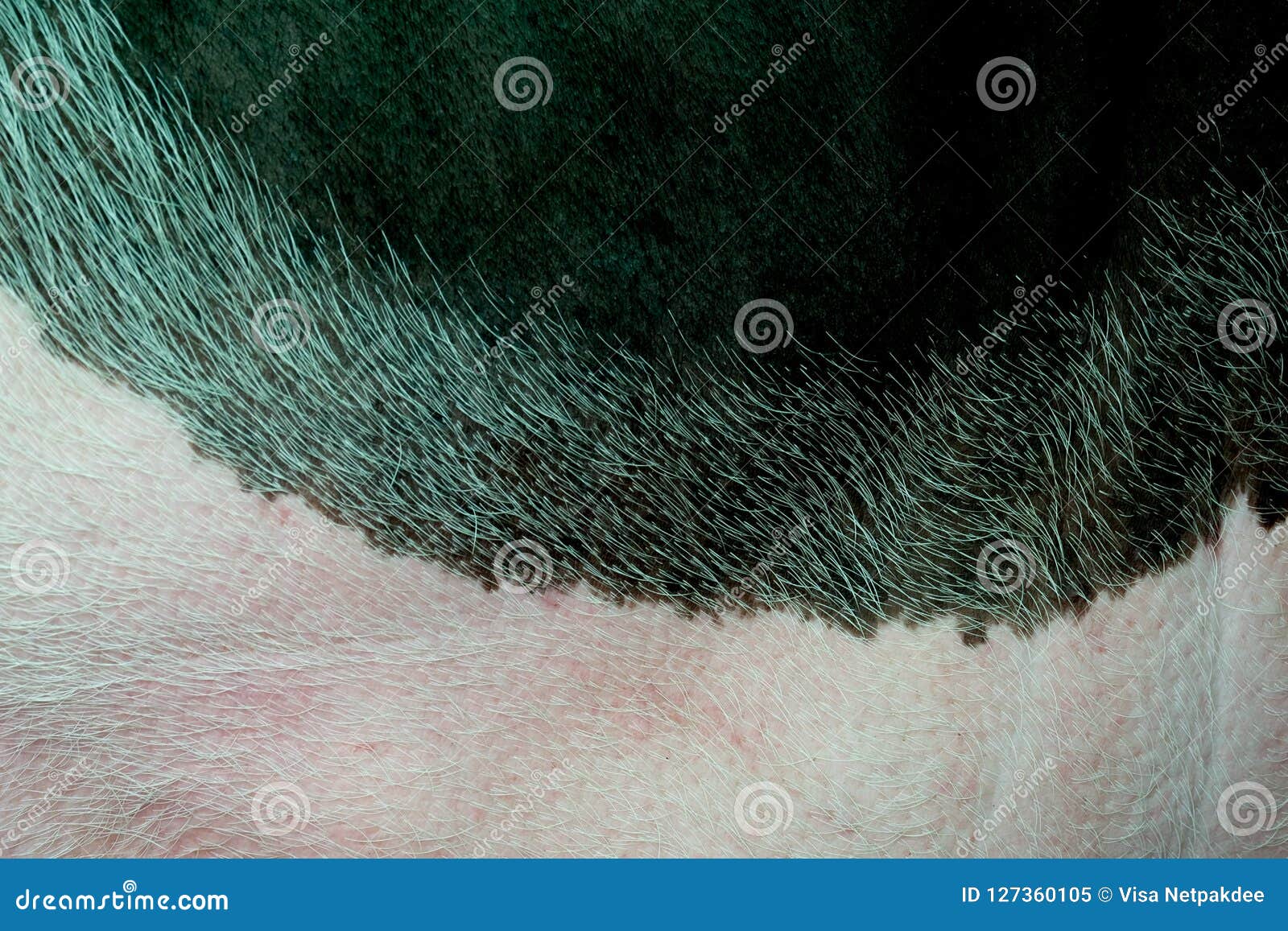 Close Up Skin Pig For Background Stock Image Image Of White