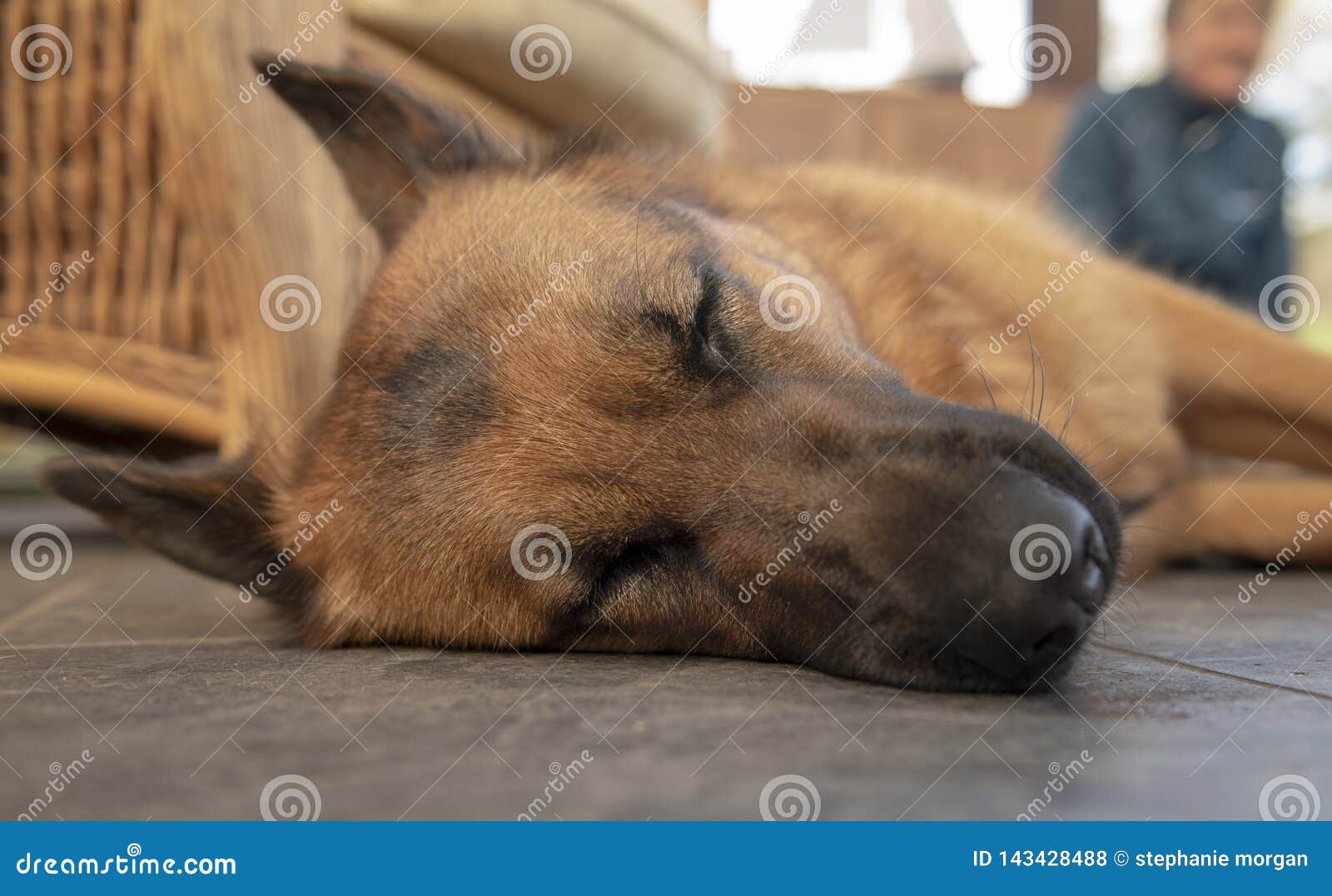 Sleeping German shepherd stock photo. Image of adorable - 143428488