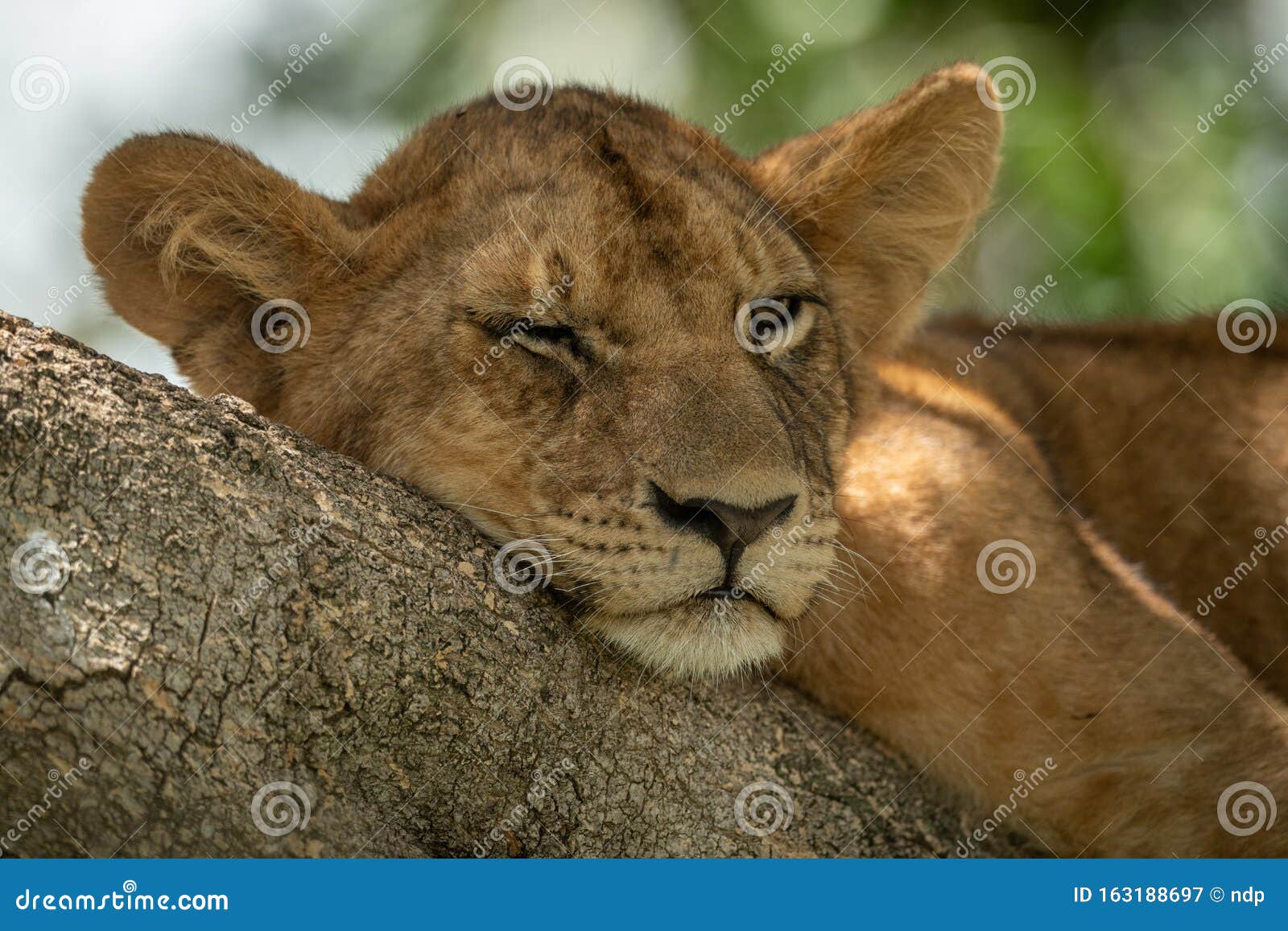 Closeup of Sleepy Lion Cub on Branch Stock Image Image of sleeping
