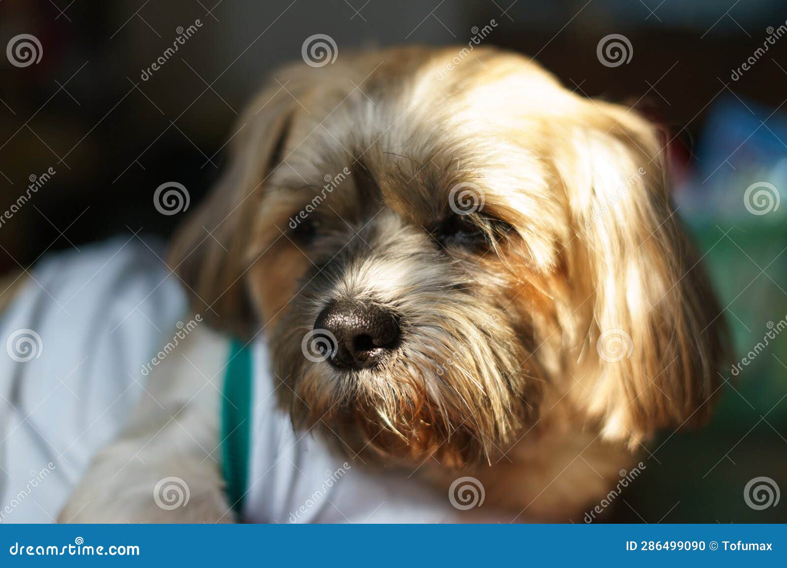 Close up of small dog face stock photo. Image of grass 286499090
