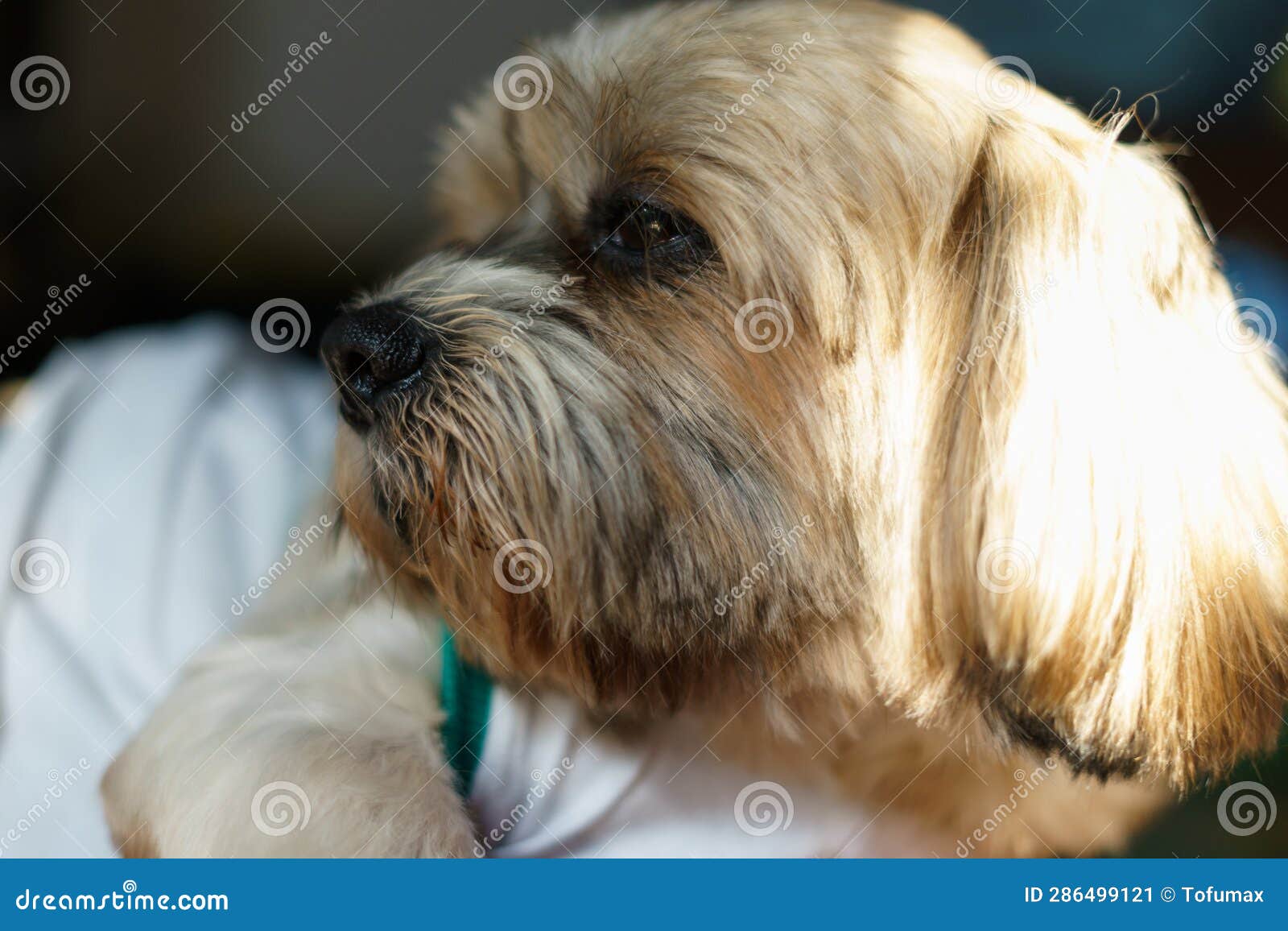 Close up of small dog face stock image. Image of cute 286499121