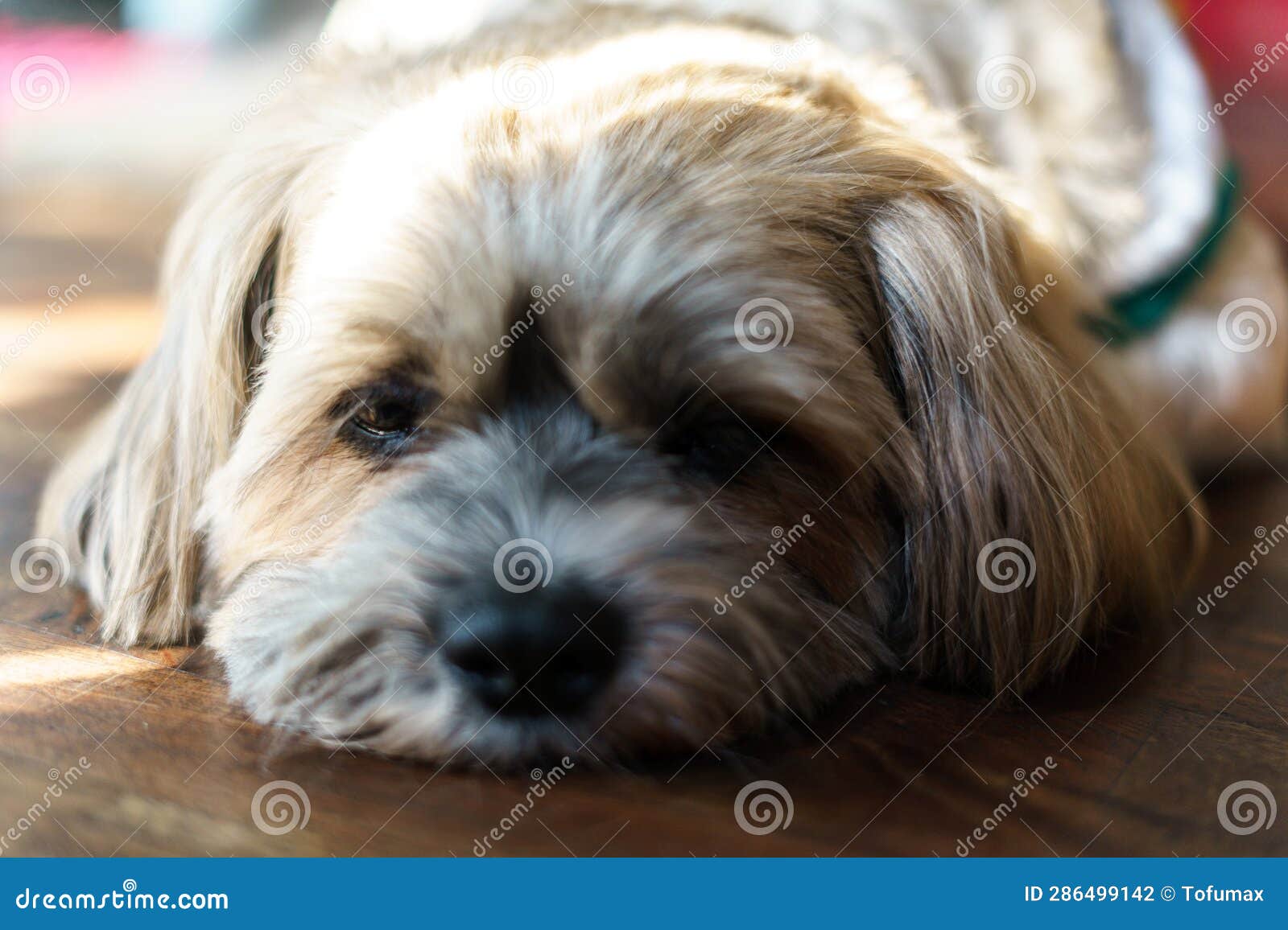 Close up of small dog face stock photo. Image of hound 286499142