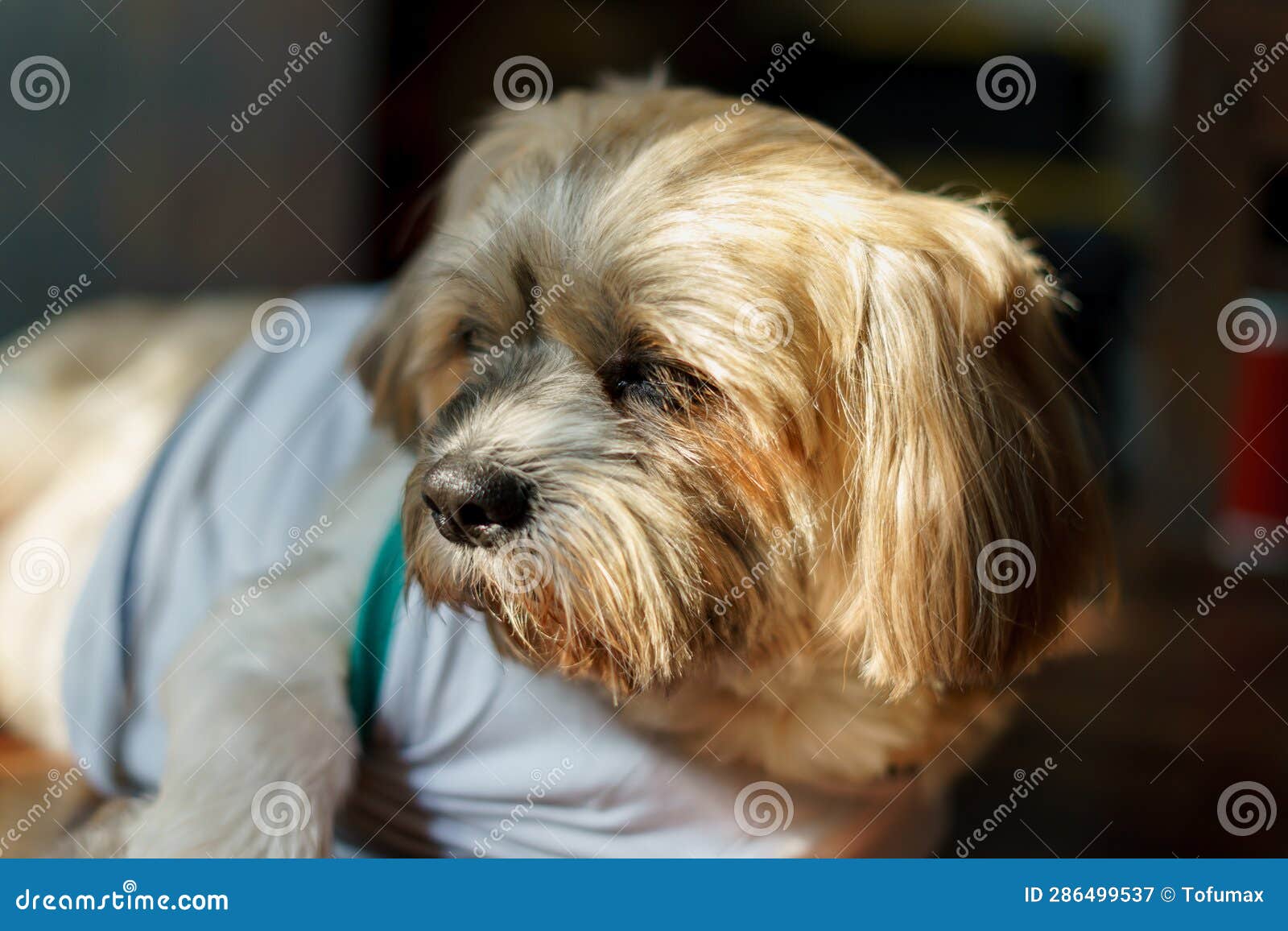 Close up of small dog face stock image. Image of outside 286499537