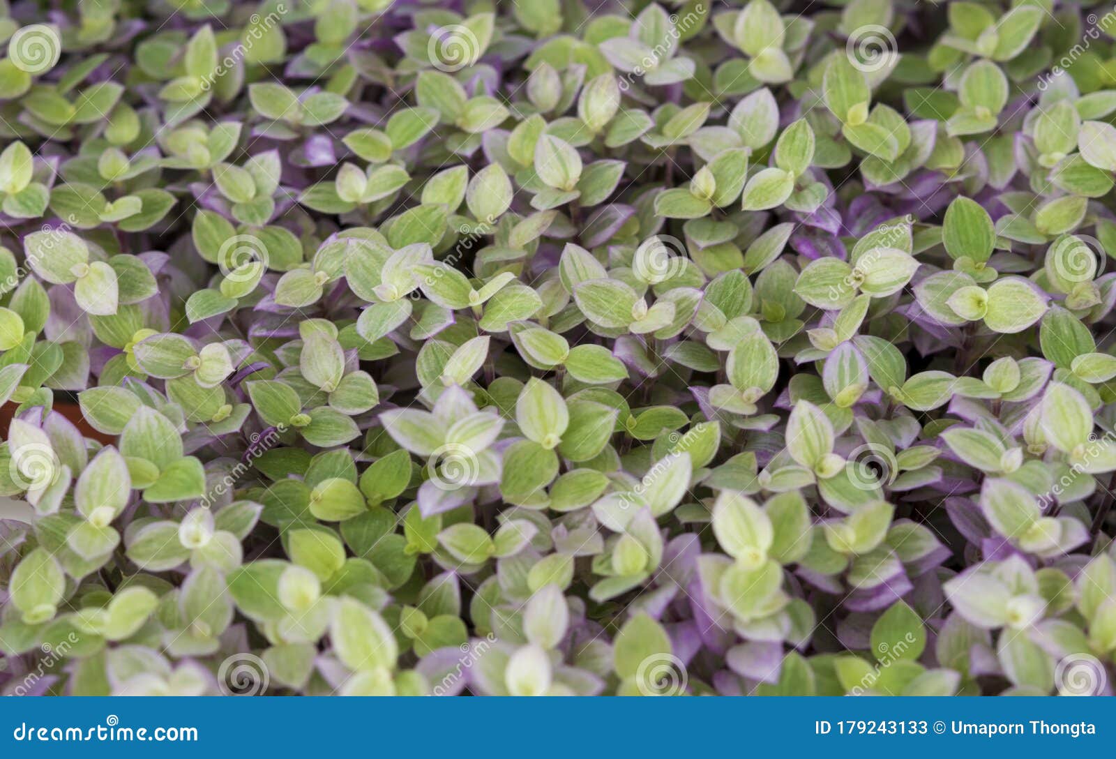 Close Up Of Small Purple Ground Cover Plant Natural Backgrounds Of Small Violet Leaves Plant Stock Image Image Of Decoration Beautiful 179243133