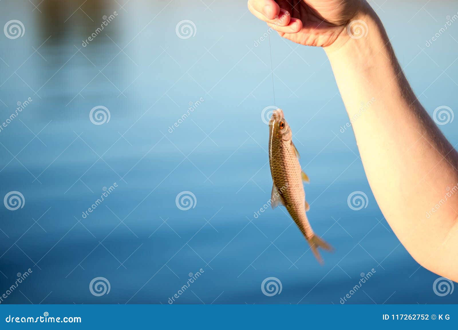 https://thumbs.dreamstime.com/z/close-up-small-redeye-fish-hook-hand-against-blue-lake-river-water-newcomer-fishing-background-copyspace-117262752.jpg
