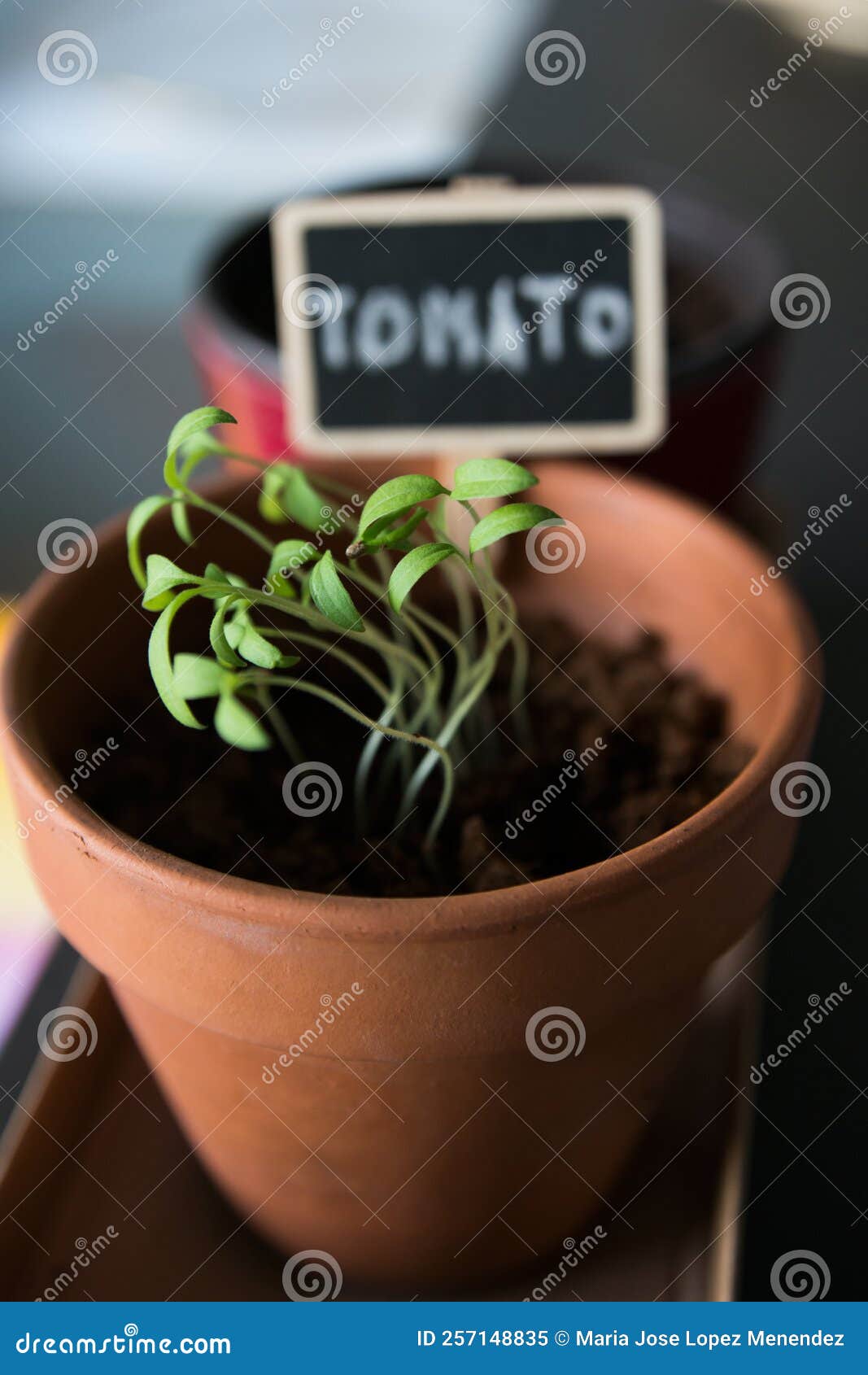Close Up of Small Tomato Plants Growing in a Clay Pot Stock Image