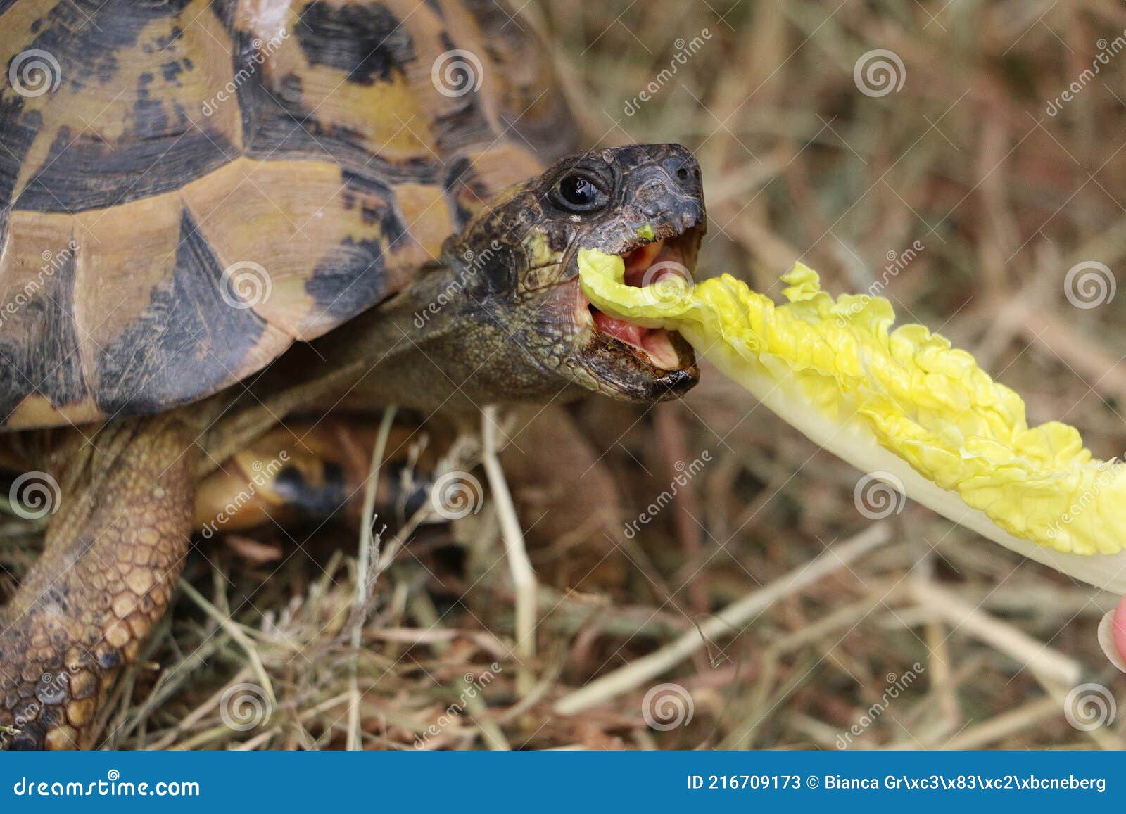 A Closeup of a Small Tortoise Eating a Lettuce Leaf Stock Image