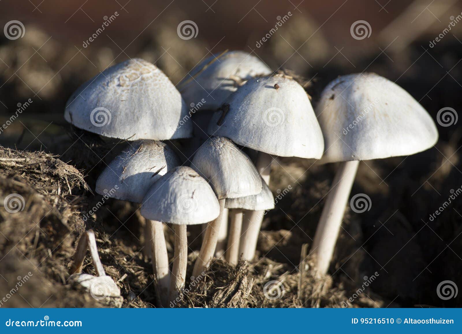 Closeup of Small White Mushrooms Growing on Dung Stock Photo Image of growing, life 95216510