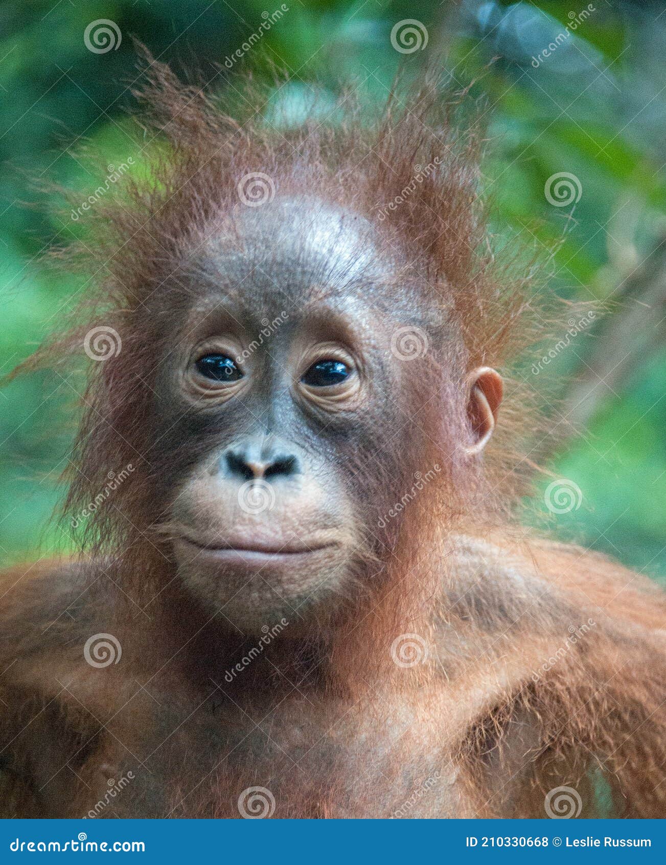 Close Up of Smiling Wild Baby Orangutan in the Rainforest of