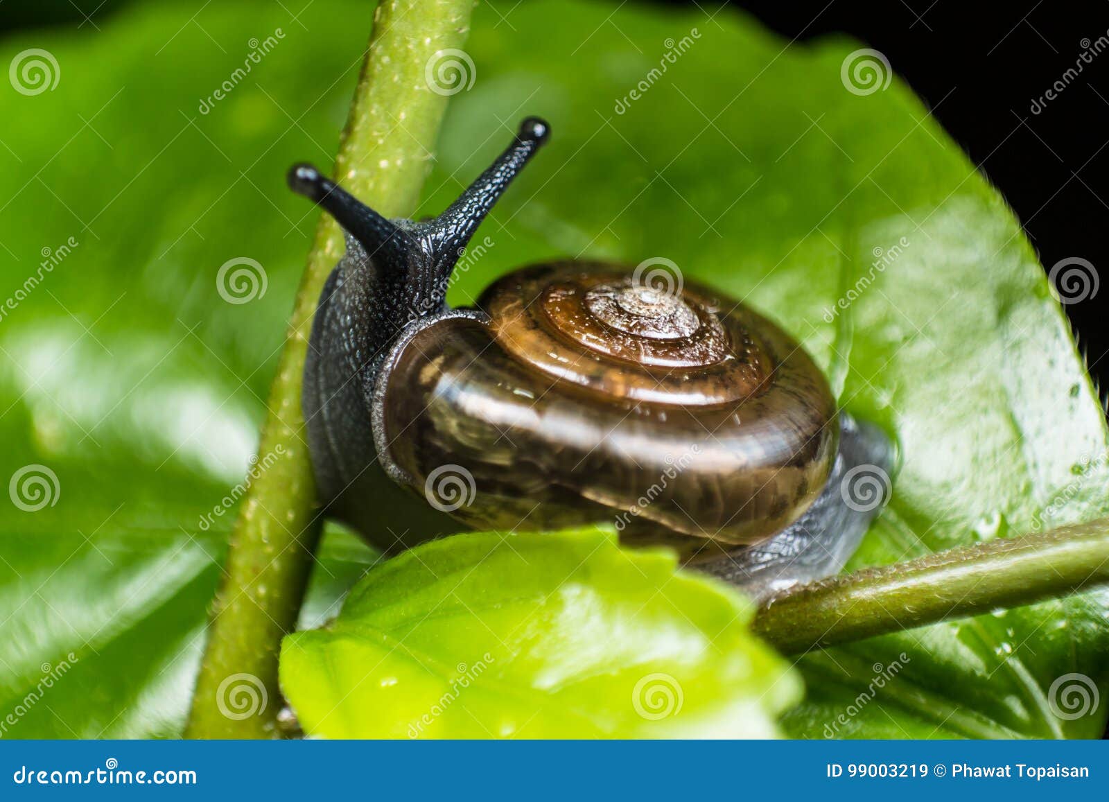Snail in the Garden Crawling on a Green Leaf Stock Image Image of