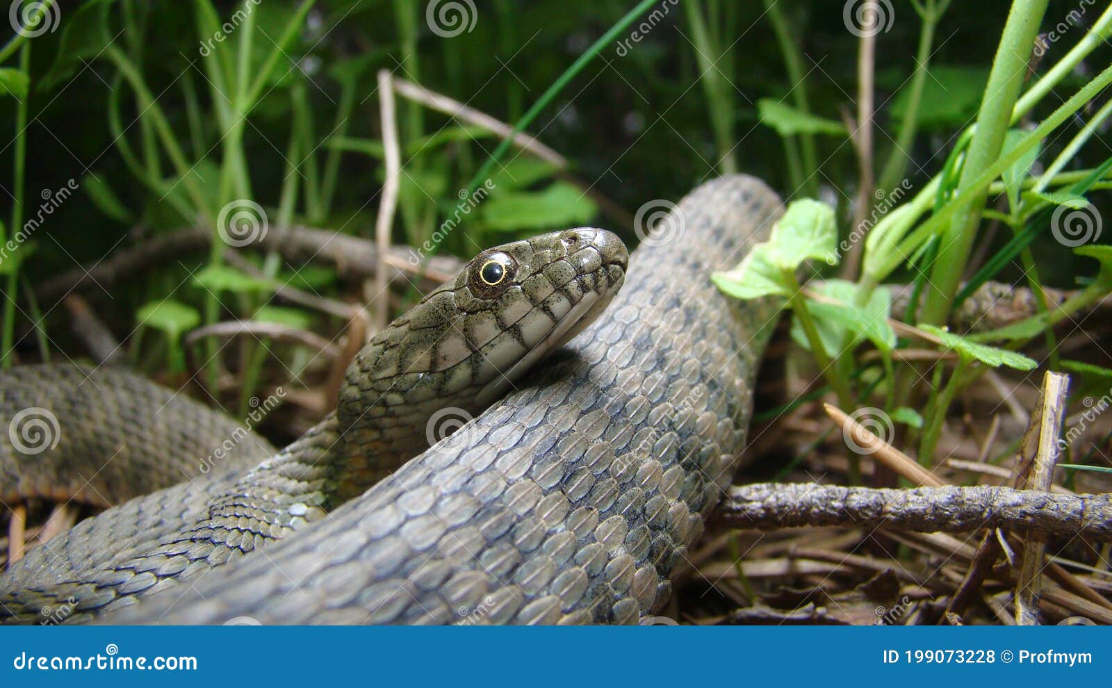 close up of snake . closeup of water snake is a non venomous.  snake in the woods, forest veterinarian exotic. veterinarian wildli