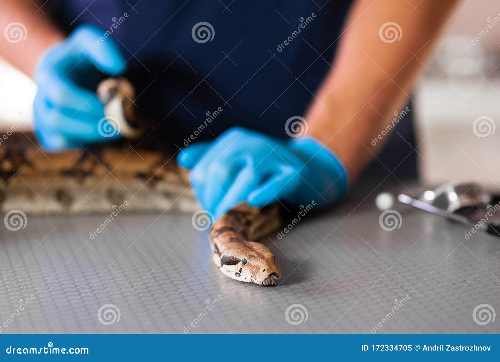 Closeup of Snake in Hands of Caring Vet Stock Image Image of danger