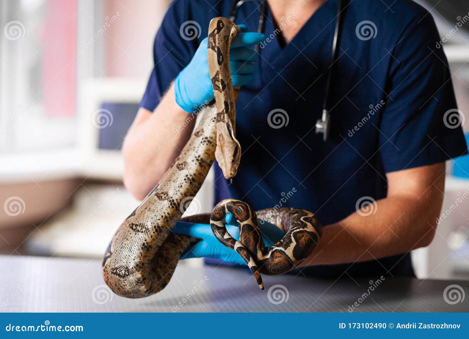 Closeup of Snake in Hands of Caring Vet Stock Photo Image of fauna