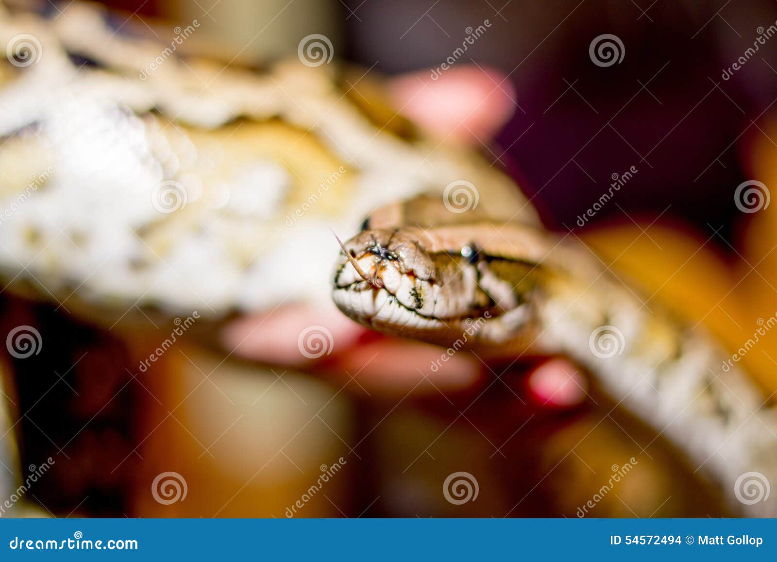 Close up of a snake stock photo. Image of suspended, apartment 54572494