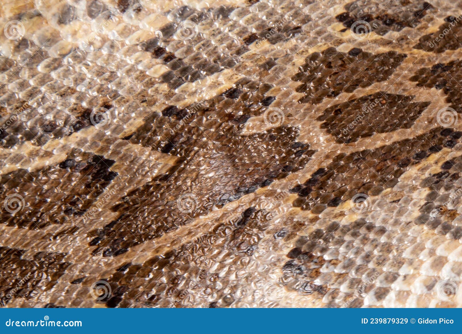 Close Up of Snake Skin Texture Use for Background Stock Image - Image