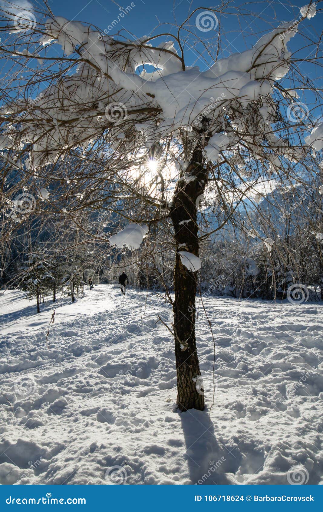 Close Up On Snowy Covered Nude Trees In Julian Alps In 