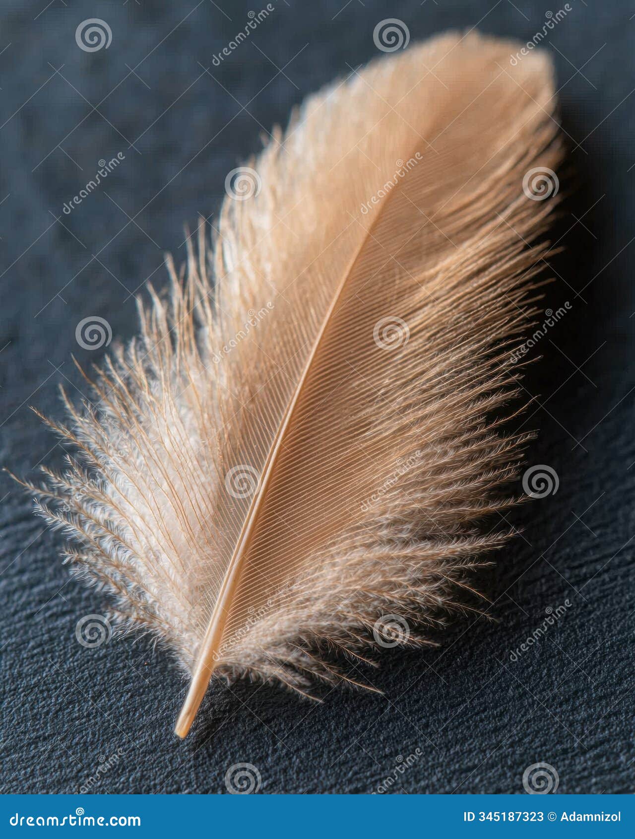 close-up of a soft, feathery bird feather