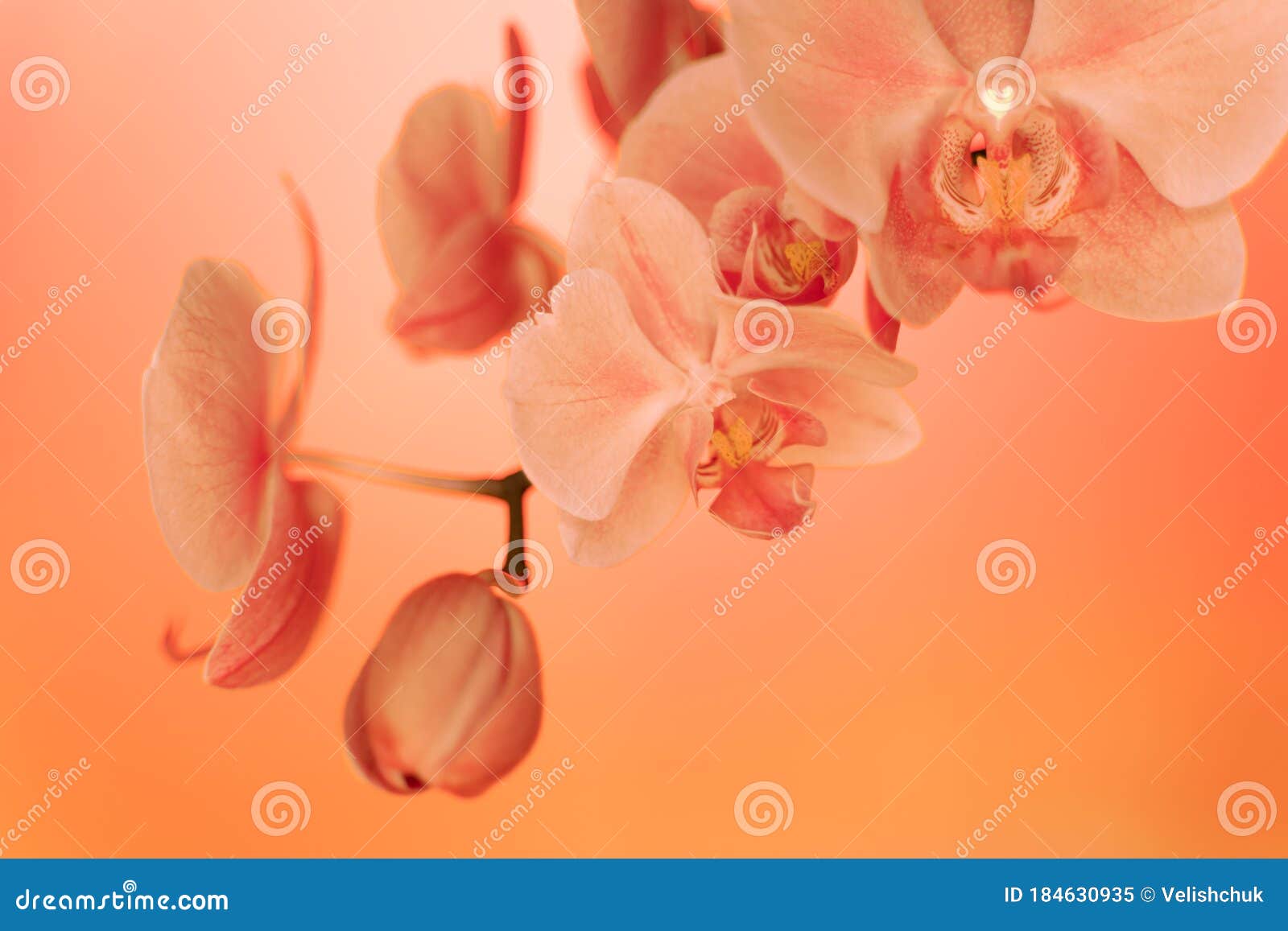 Premium Photo  Branch of orchid flowers in neon light close up