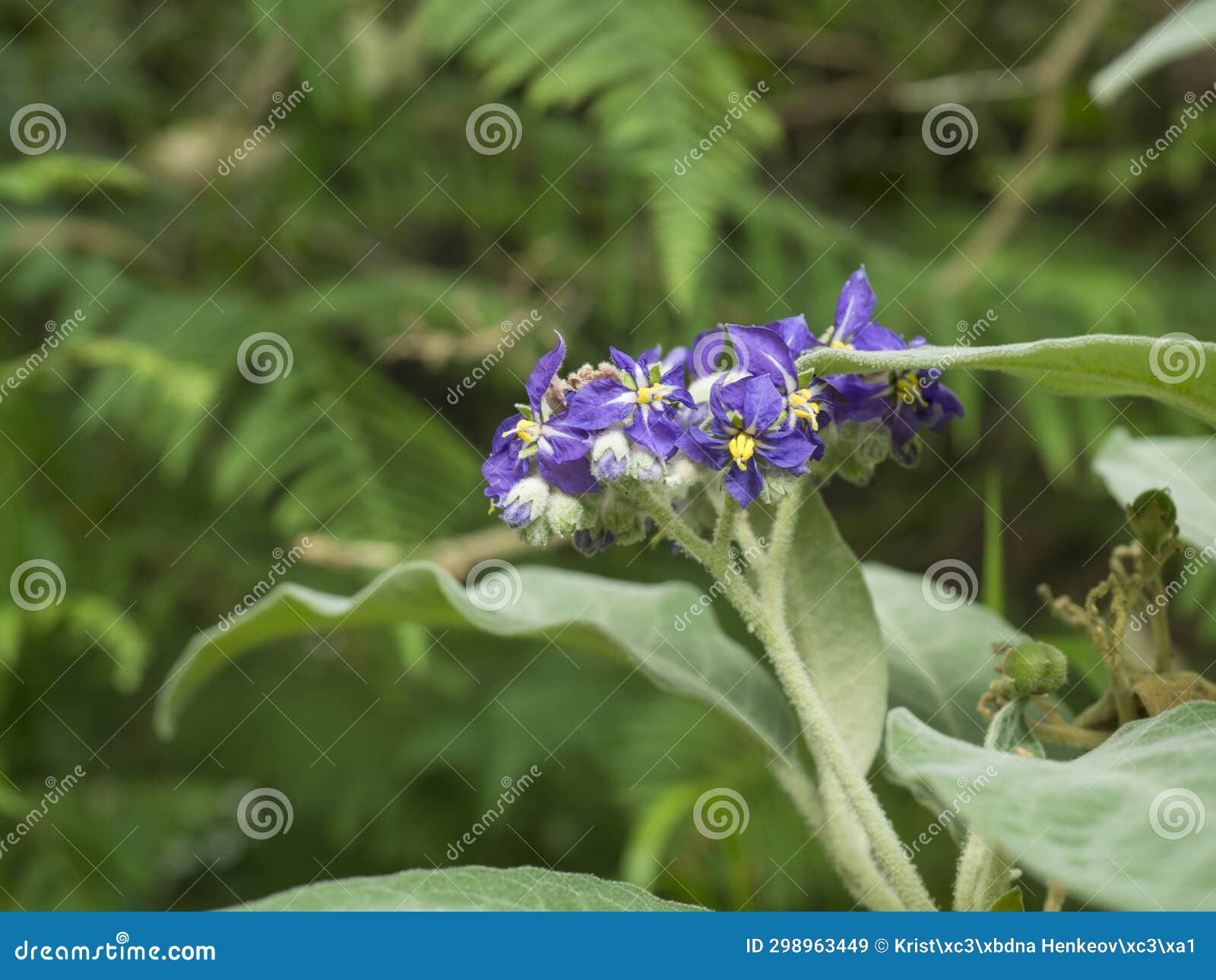 Solanum Mauritianum Or Woolly Nightshade Plant Fruits On Nature solanum-mauritianum-or-woolly-nightshade-plant-fruits-on-nature
