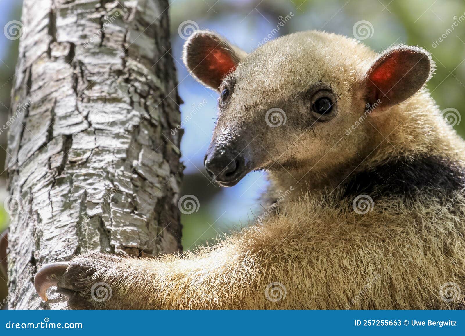 close-up of a southern tamandua climbing up a tree, pantanal, brazil