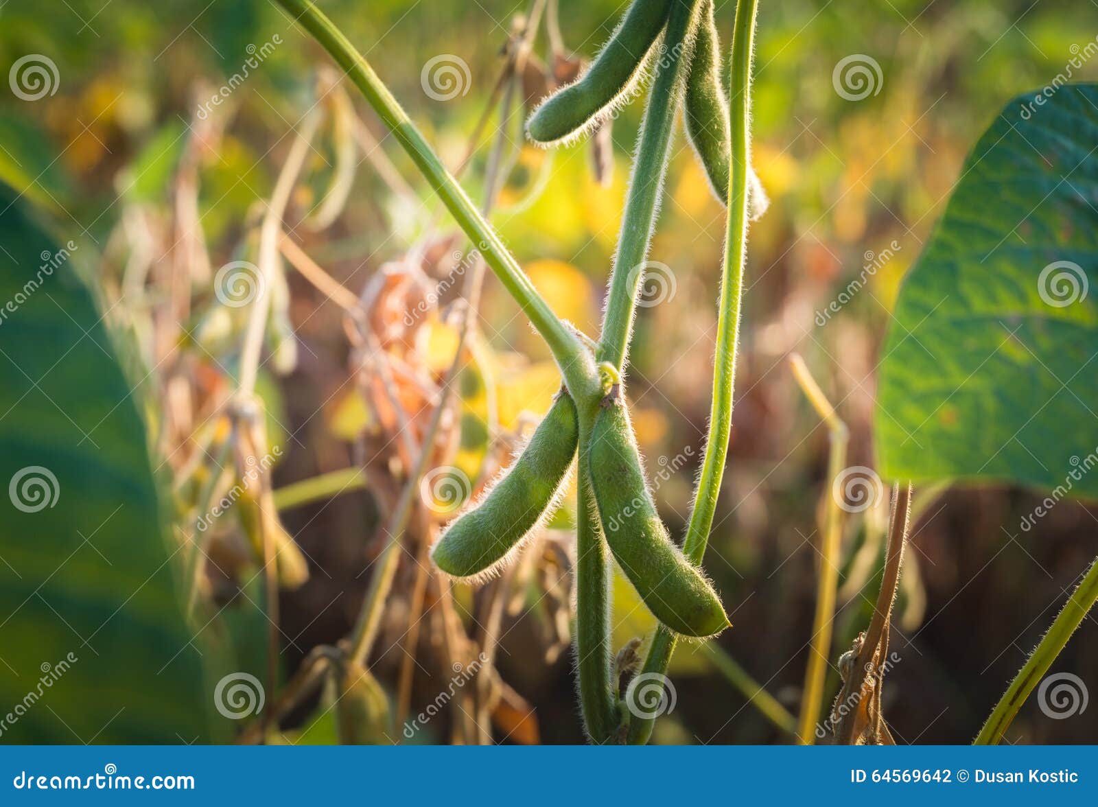 Close Up of the Soy Bean Plant Stock Photo Image of sunlight, color