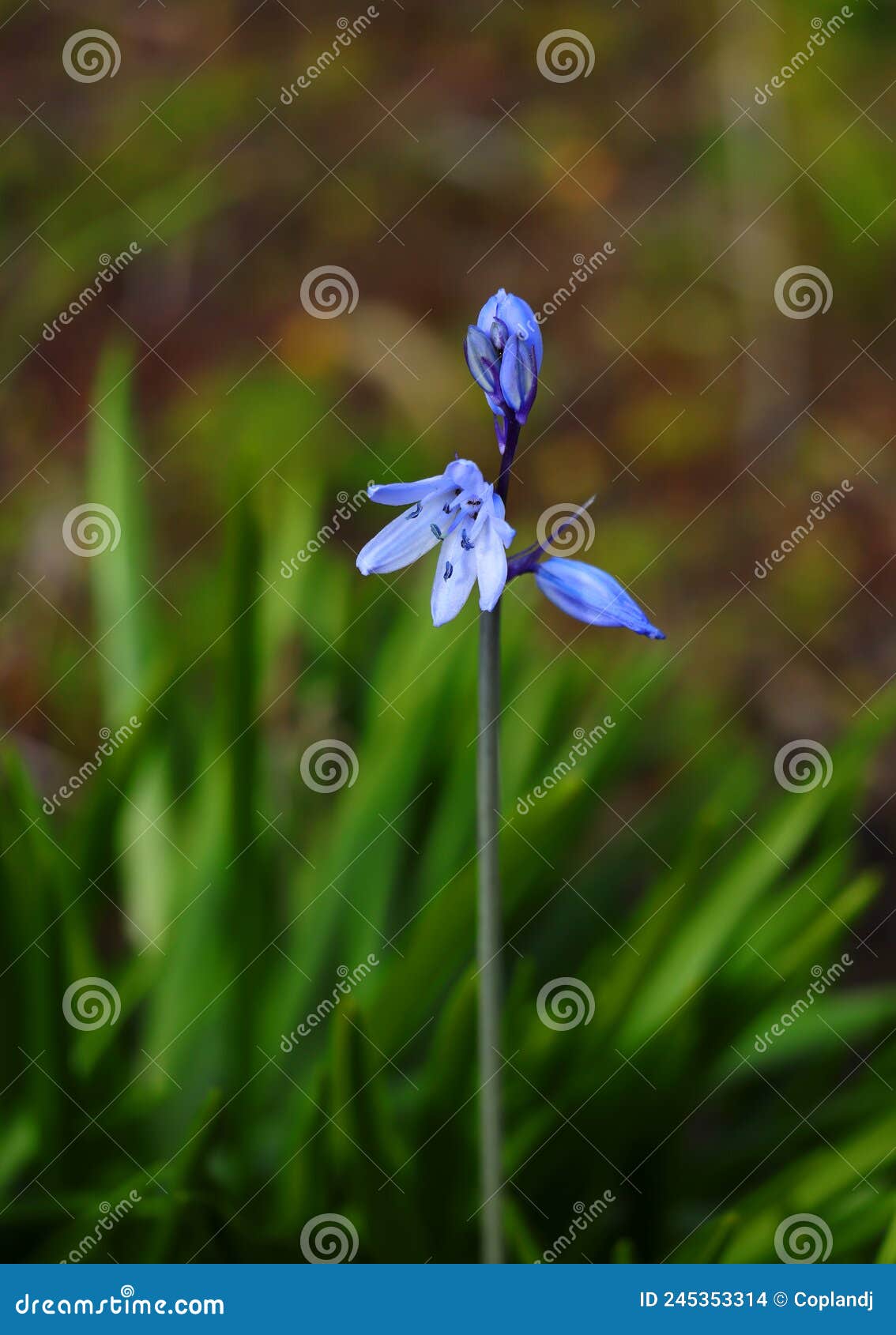 spanish bluebells. hyacinthoides hispanica, oeiras, lisbon, portugal.