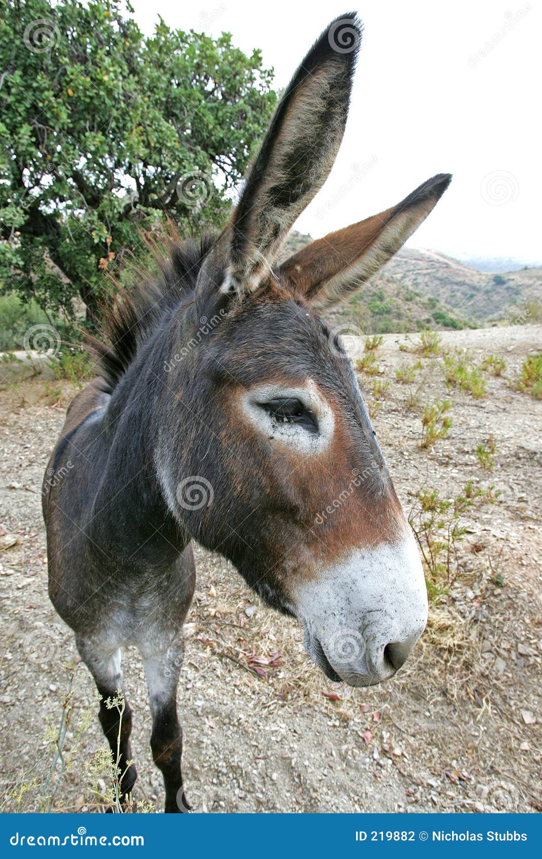 Spanish Donkey Half Portrait Stock Image 41421535