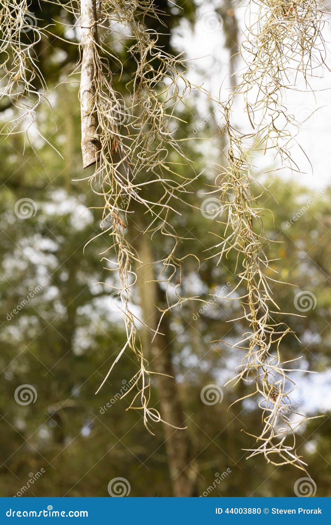 Close up of Spanish Moss stock photo. Image of plant 44003880