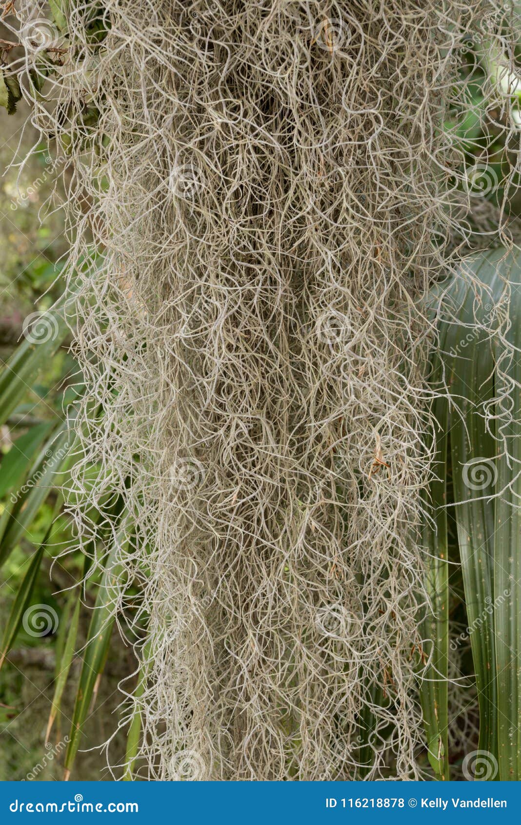 Close Up Of Spanish Moss Hanging Stock Photo - Image of ...