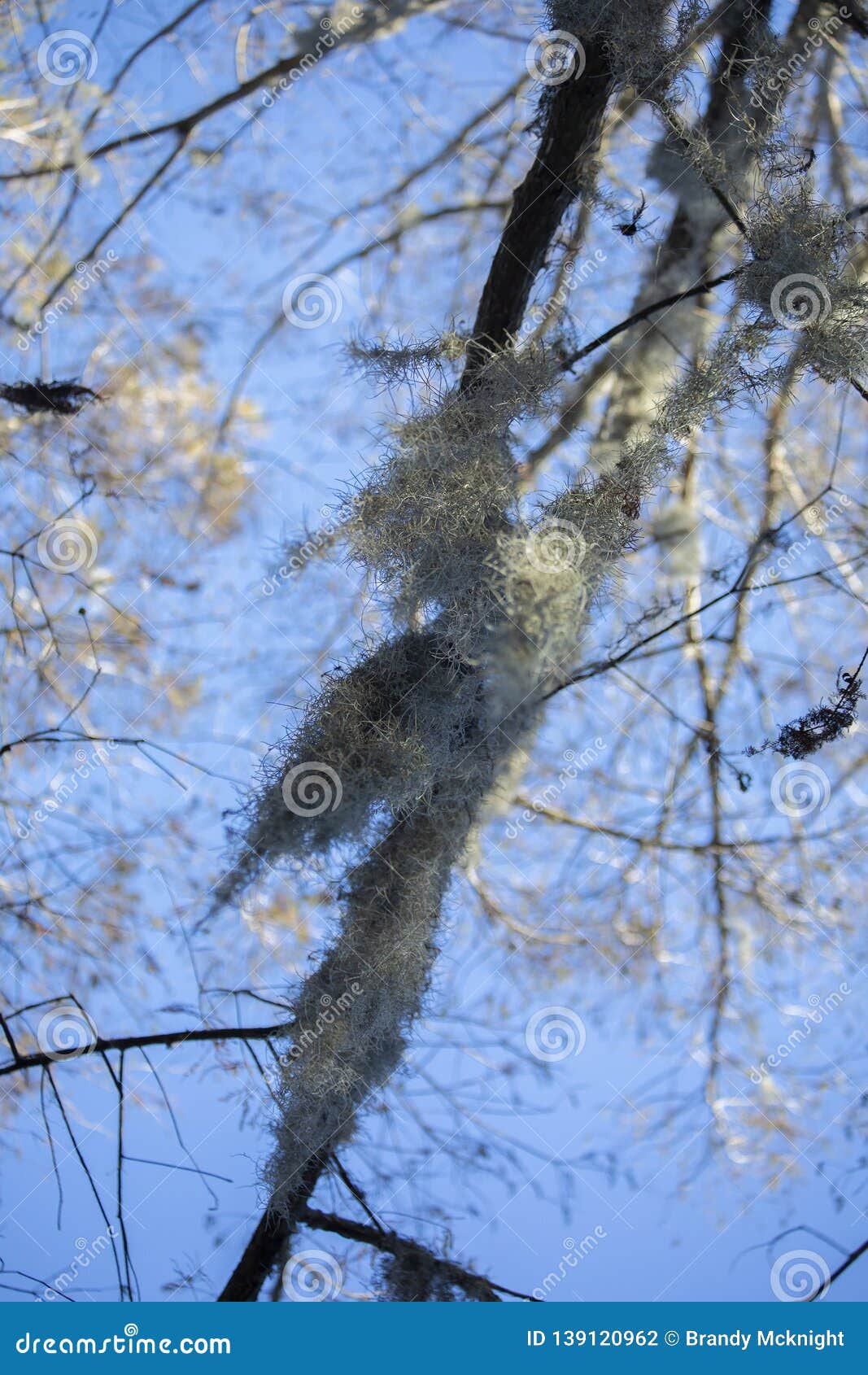 Spanish Moss Hanging From Tree Stock Photo - Image of ...