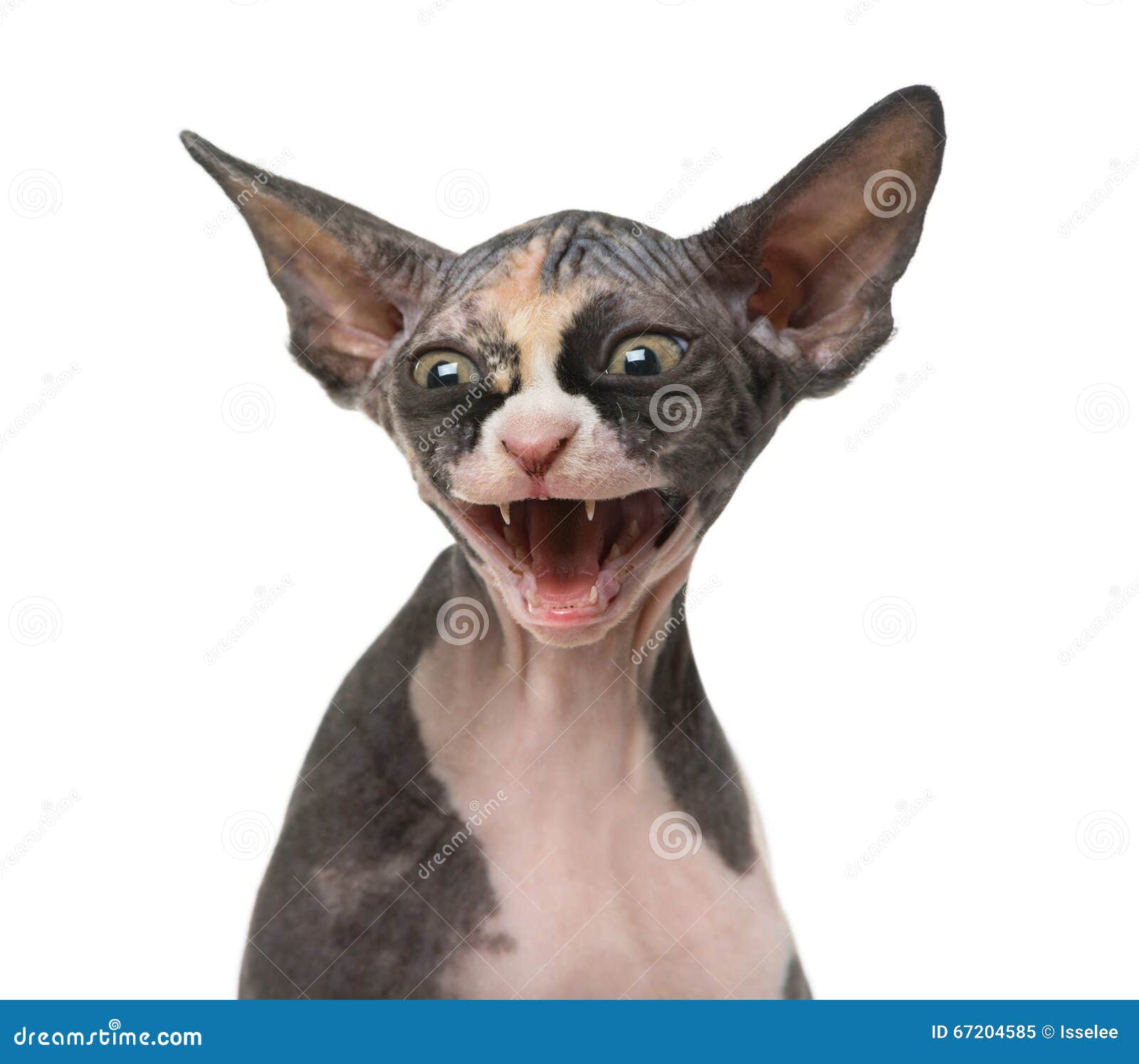 Close Up of a Sphynx Kitten Threatening Stock Image Image of profile