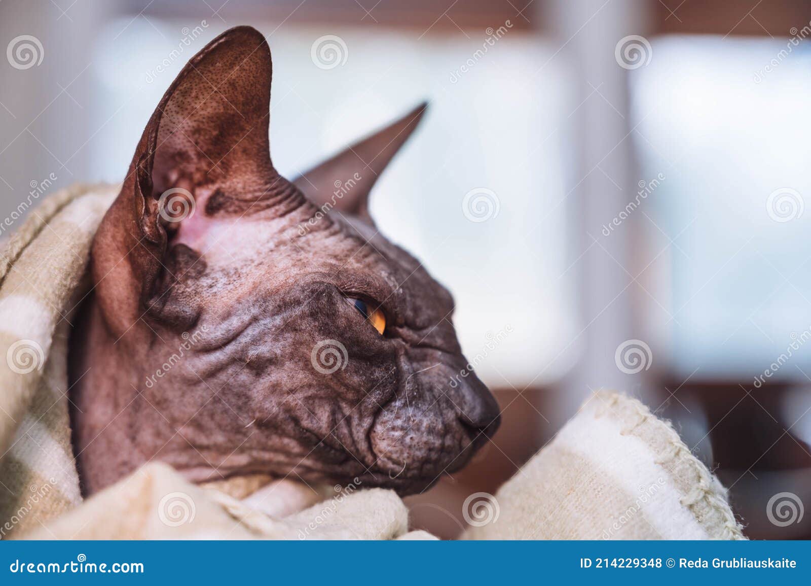 Close Up of Sphynx Wrapped in a Blanket Stock Photo Image of favorite