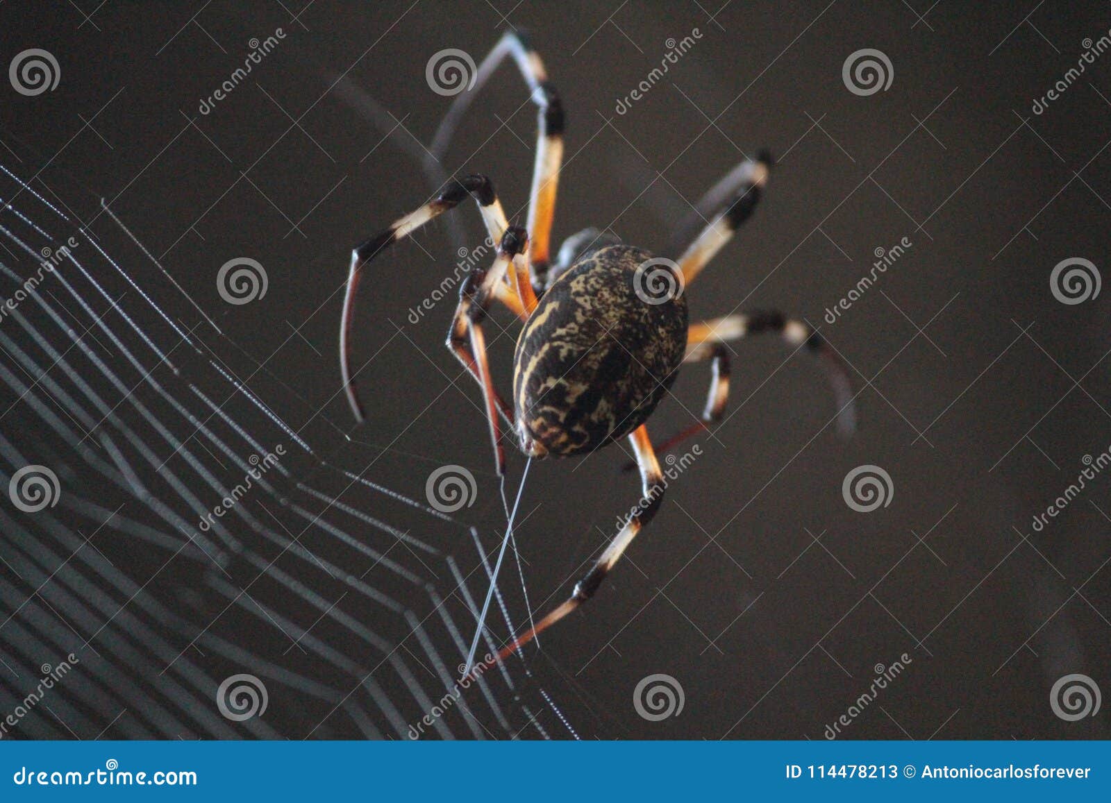 Close Up in Spider Weaving  Stock Image Image of close, weaver