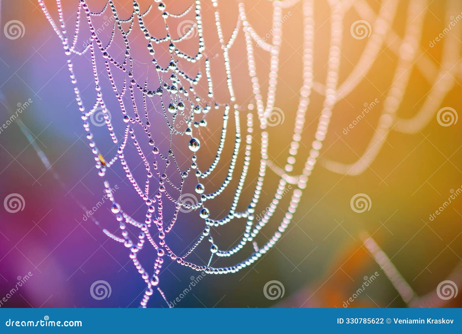 a spider web covered in morning dew