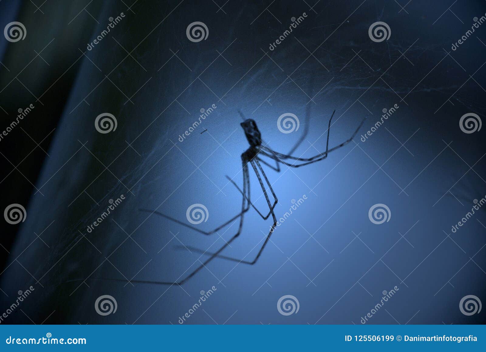 Close-up Spider on a Spider Web Stock Image - Image of garden, poison ...