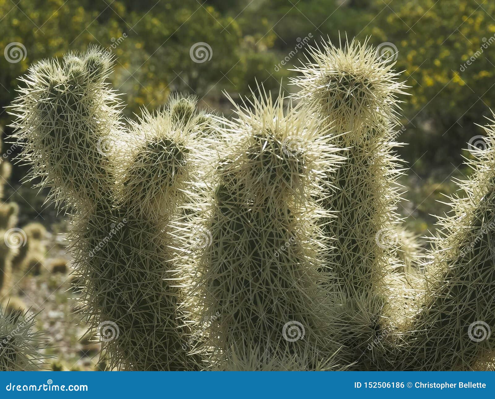 Close Up of the Spines on a Jumping Cholla Cactus in Arizona Stock ...