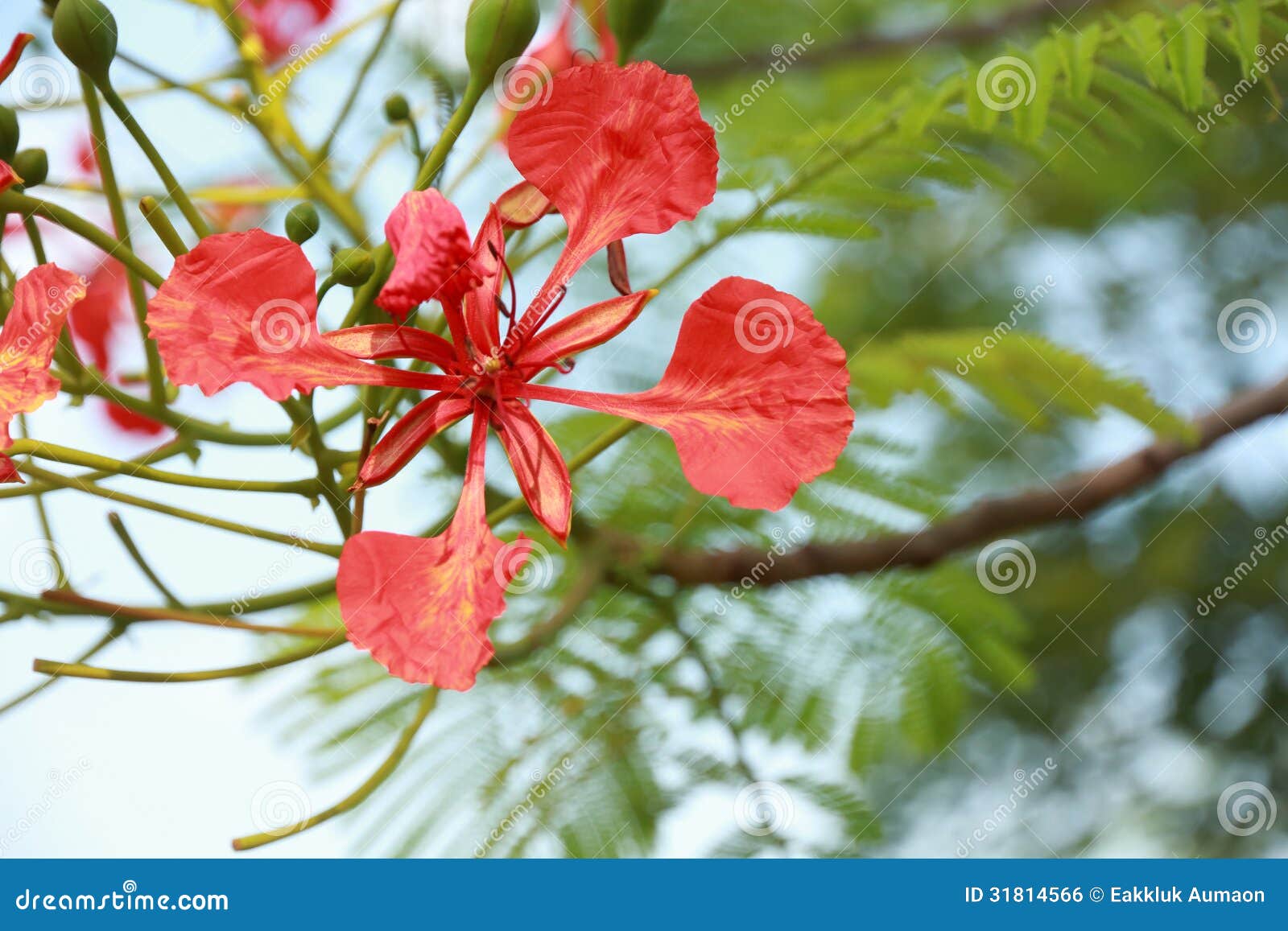 Close Up of Splendid Gulmohar Flowers. Stock Photo Image of fernlike, botany 31814566