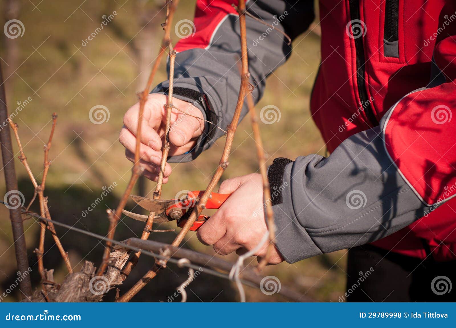 Cutting vines stock photo. Image of work, environment 29789998