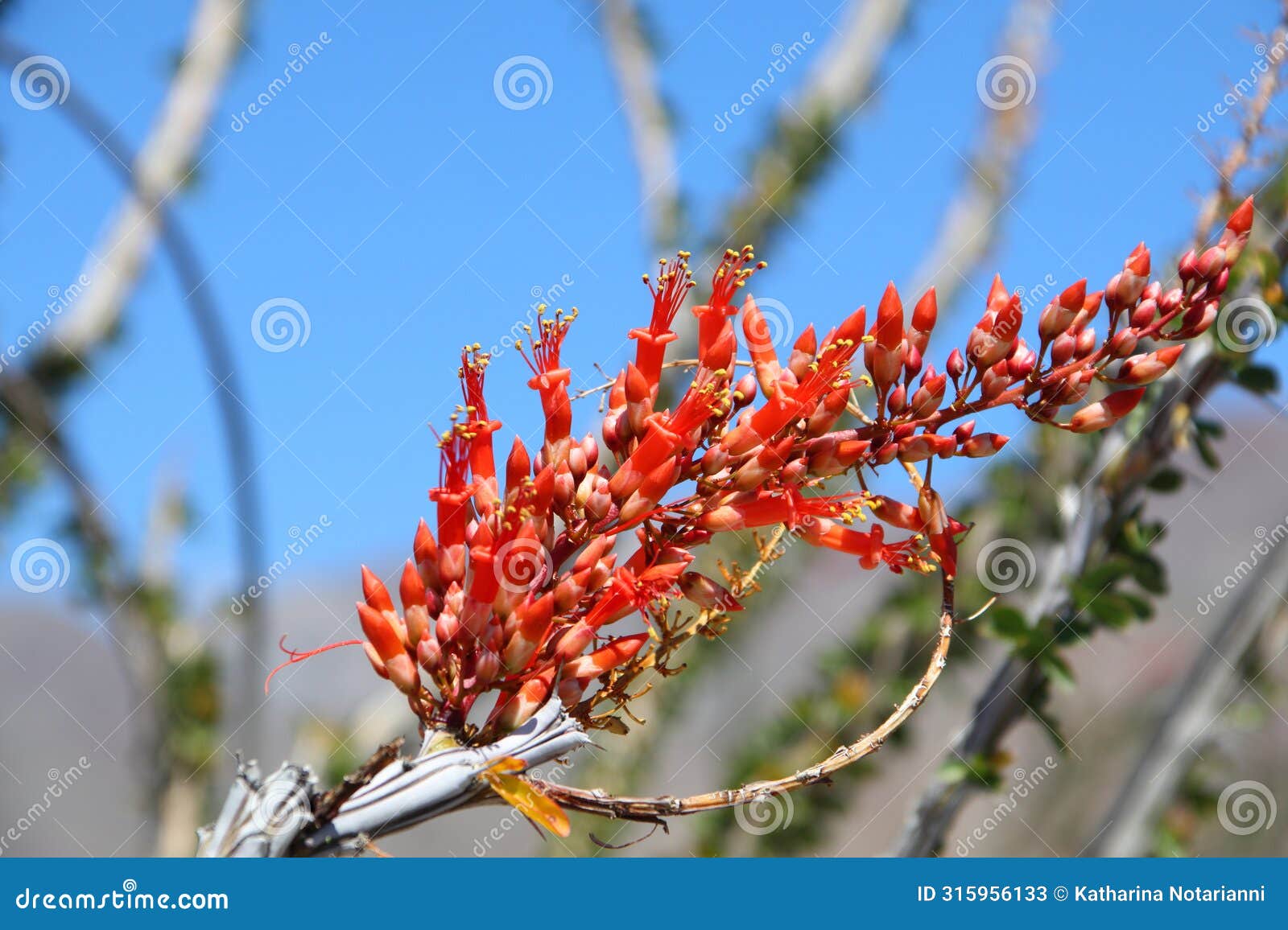 california park series - anza-borrego desert - ocotillo plant - fouquieria splendens
