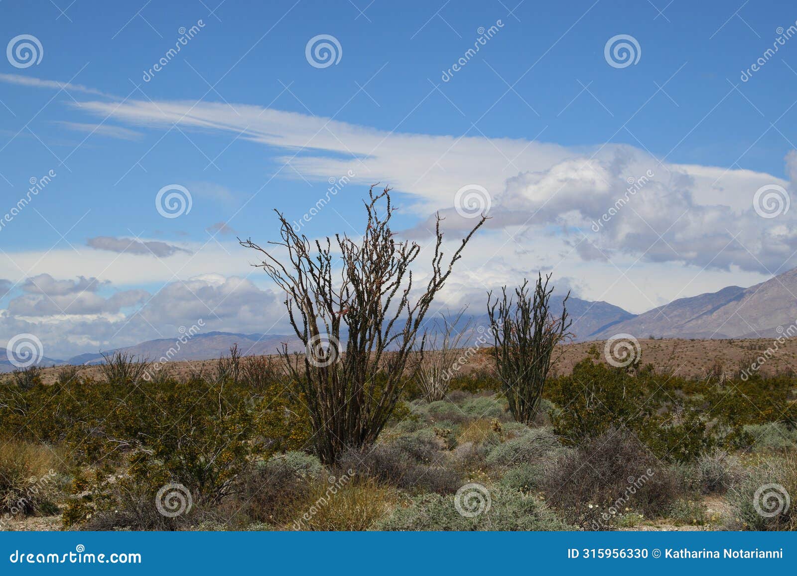 california park series - anza-borrego desert - ocotillo plant - fouquieria splendens